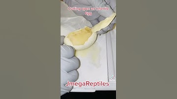 Cutting Open An Infertile Ball Python Egg 2022’