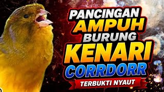 KENARI GACOR Panjang Rol Rapat EMOSI, AMPUH utk PANCINGAN KENARI paud belajar bunyi
