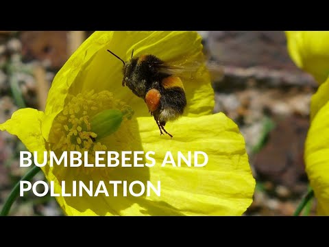 Video: De ce polenizatorii sunt atât de importanți?