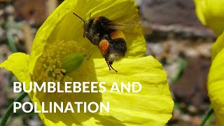 POLLINATION » What is it and why is it important?