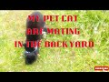 My Pet Cat Two Black Cats Are Mating In The Backyard