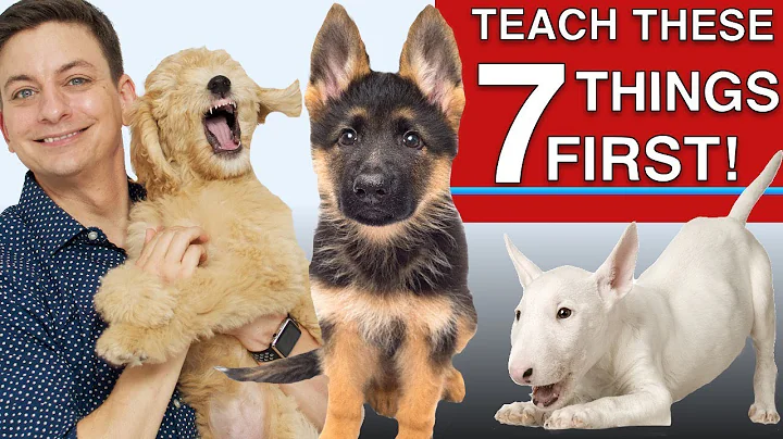 How to Teach The First 7 Things To Your Dog: Sit, Leave it, Come, Leash walking, Name...) - DayDayNews