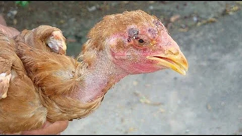 Como tratar verruga nas galinhas?