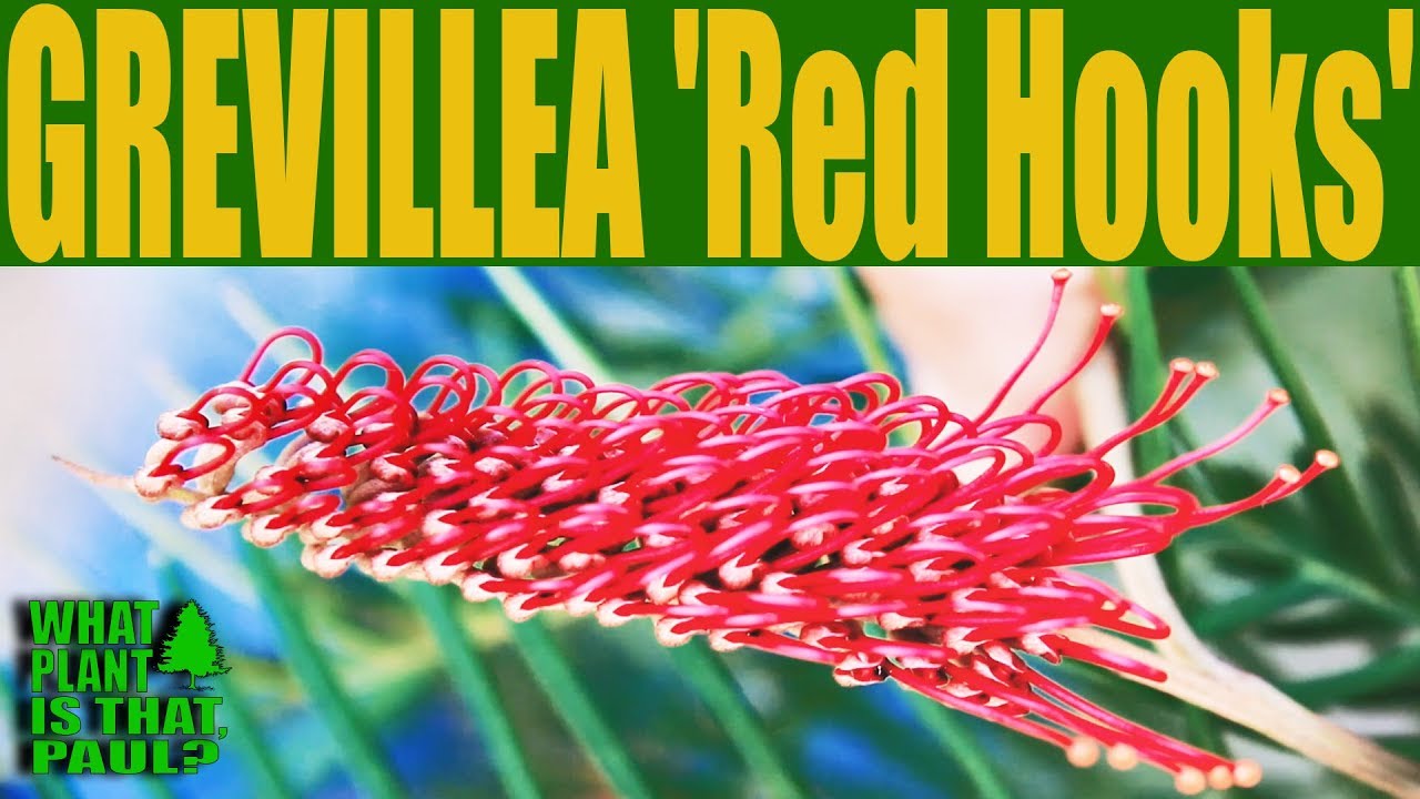 Grevillea 'Red Hooks' A robust fast growing and attractive shrub with Red Flowers. YouTube