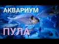 Аквариум в городе Пула (Pula). Истрия. Хорватия