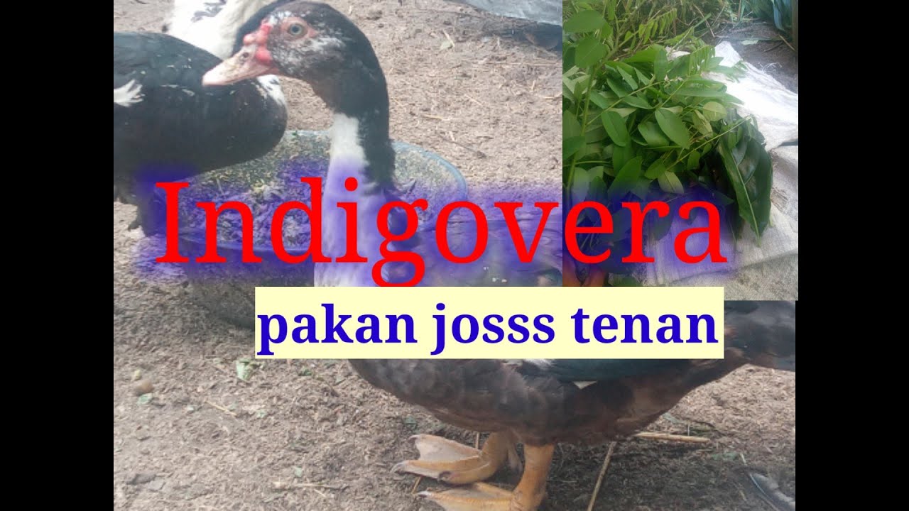 Indigovera Sumber Pakan Entok Protein Tinggi