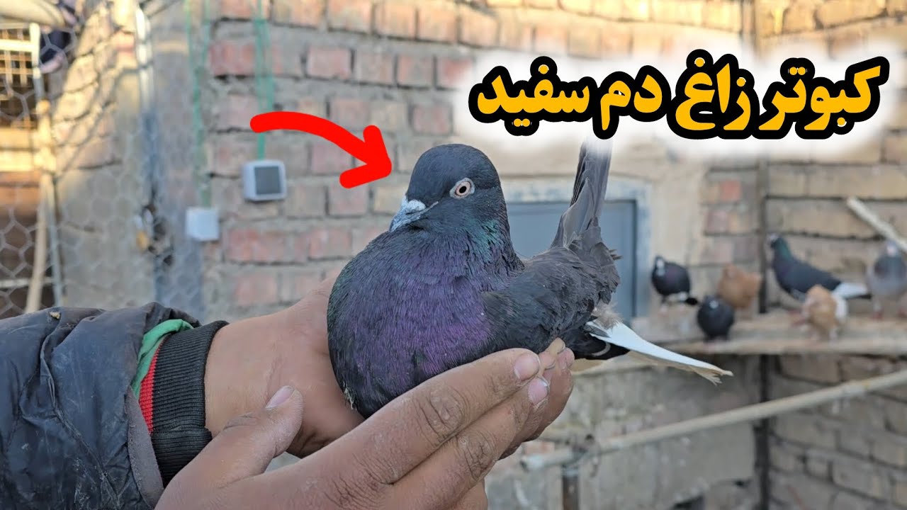 توضیحات کامل در مورد خرید کبوتر دم سفید 🕊