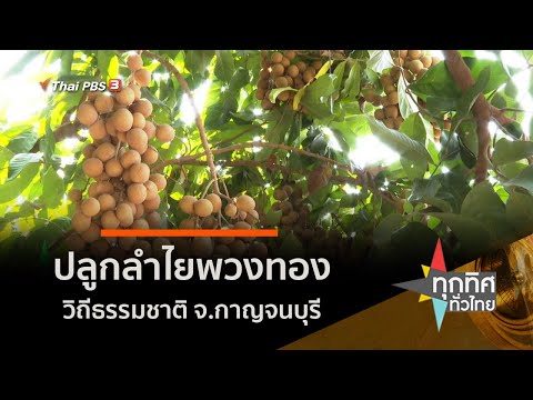 ปลูกลำไยพวงทองวิถีธรรมชาติ จ.กาญจนบุรี (19 มี.ค. 64)