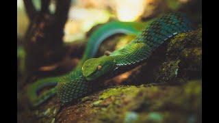 Chapter 6. Cryptocoryne, venomous pit vipers, and water skink. Audio version