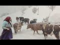Teak ivot na selu zimi po velikom snijegu uva krave