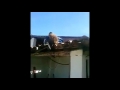 Drunk monkey, on a bar, with a knife Drunk monkey, on a bar, with a knife