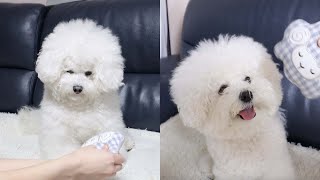 My Puppies Completely Different Reaction by Bom & Bow the Bichons 19,075 views 1 year ago 4 minutes, 44 seconds