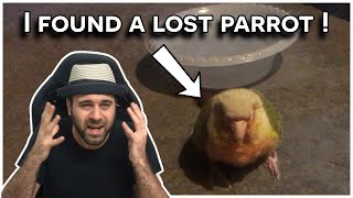 What to do when you find a lost parrot (I found a GCC) [IRL Lessons]