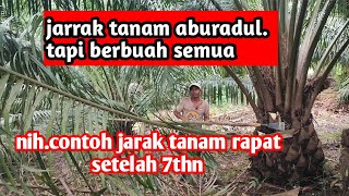 contoh tanaman sawit jaraktanam rapat#jaraktanam#ukurantamansawit contoh tanaman sawit jaraktanam rapat#jaraktanam#ukurantamansawit