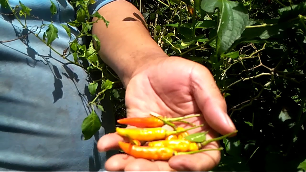 Panen cabe.. 