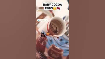 From Baby Cocoa Pods to Your Cup | Where It Begins🤗 #cocoa #cacao #cocoatea #chocolate