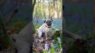 Some of my favourite portraits of the dogs #pug #bernesemountaindog #dogs #photos #photography