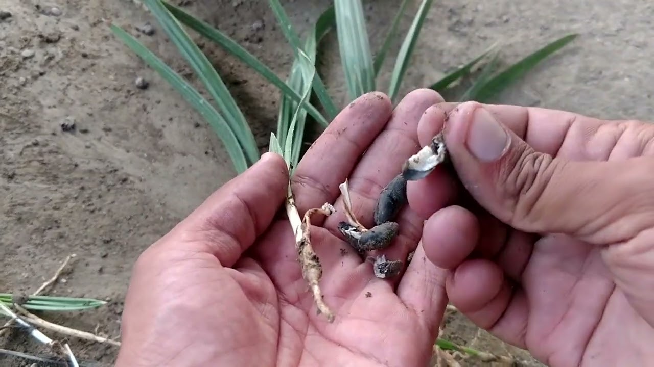 Dates🌴Tree Growing Processing.