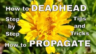 How to Care For and Propagate a Tickseed Coreopsis Plant
