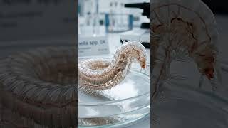 This Octopus Can Turn Into Other Animals 😳 Real Shape-Shifting Creature #shorts #octopus #creature