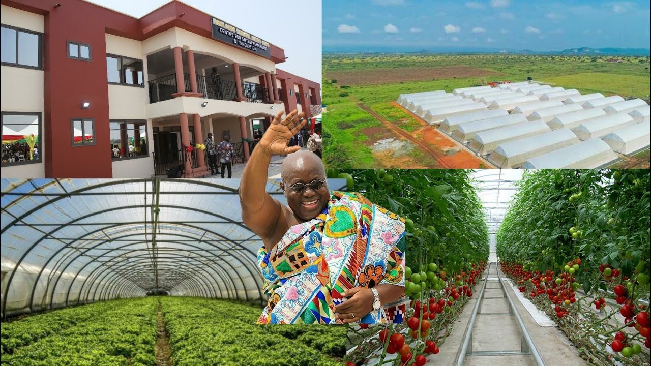 The European 🇪🇺 Market BAN Vegetables from Ghana 🇬🇭 but Now leading in Greenhouse Farming Tech.
