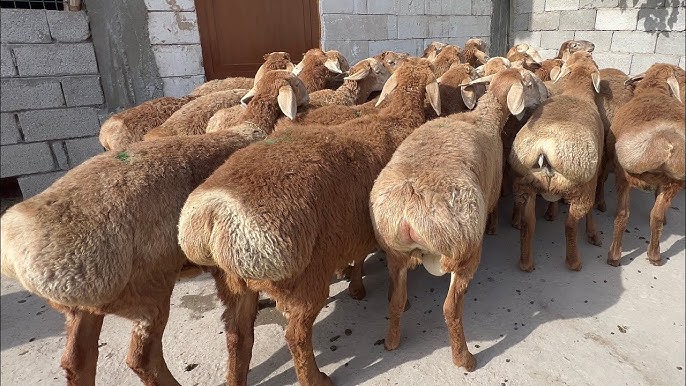 Parij Xilton uy qurilishi porno video Jinsiy filmlar onlayn tomosha qiling