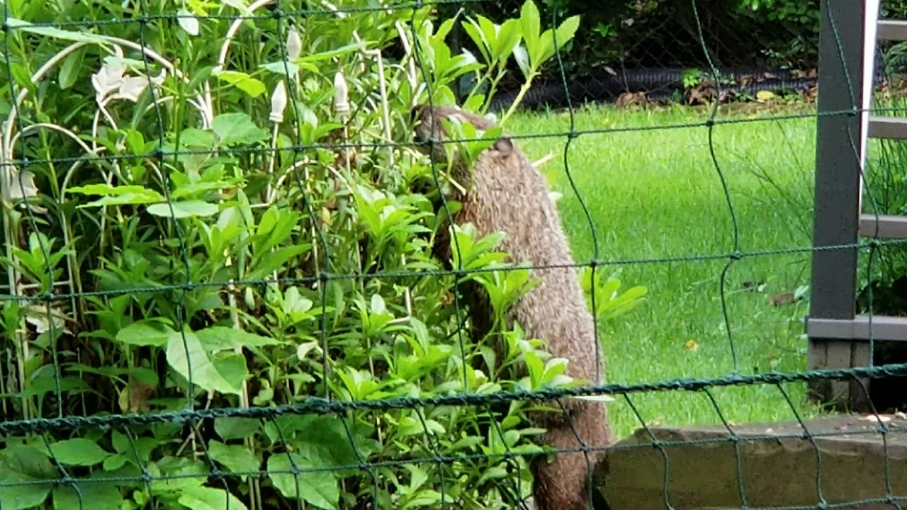 Groundhog eating plant YouTube