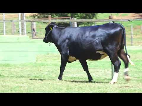 LOTE 260 7910 CS