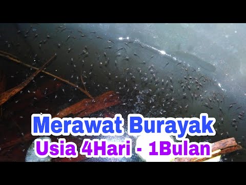 Cara Membersihkan Wadah Ikan Cupang