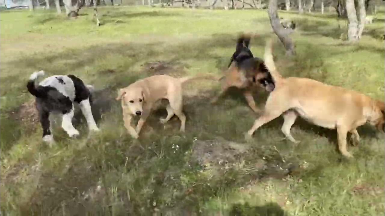 Let Your Dog Run Free YouTube