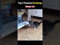 funny cat #top5 #funny #funnychat #prank #cat #like #baby #viral #halloween #viralcomedy