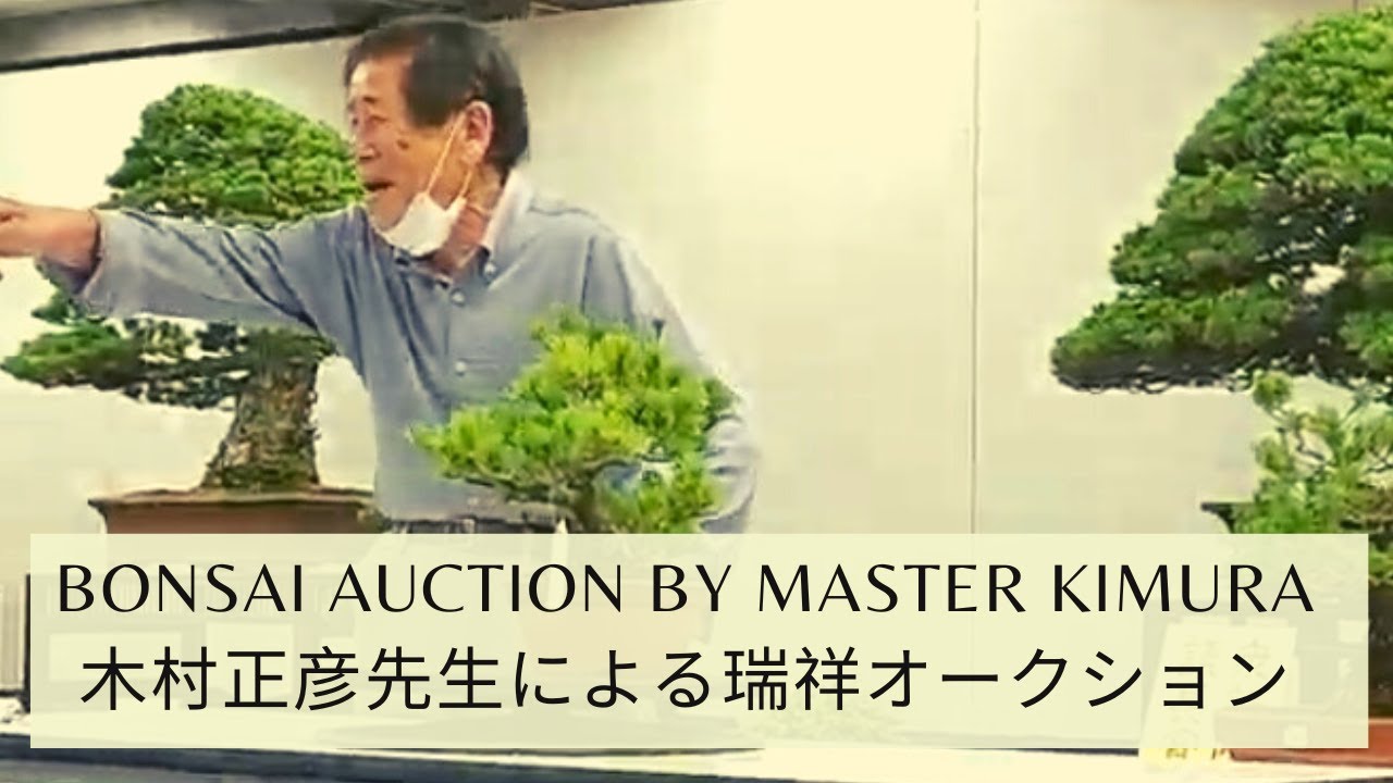 Zuisho bonsai auction by Master Masahiko Kimura