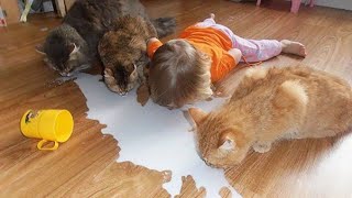 Funny moments , Funny pets , Funny Compilation , Funny Tiktok , Funny kids