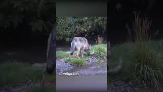 Волки Нападают На Животных.