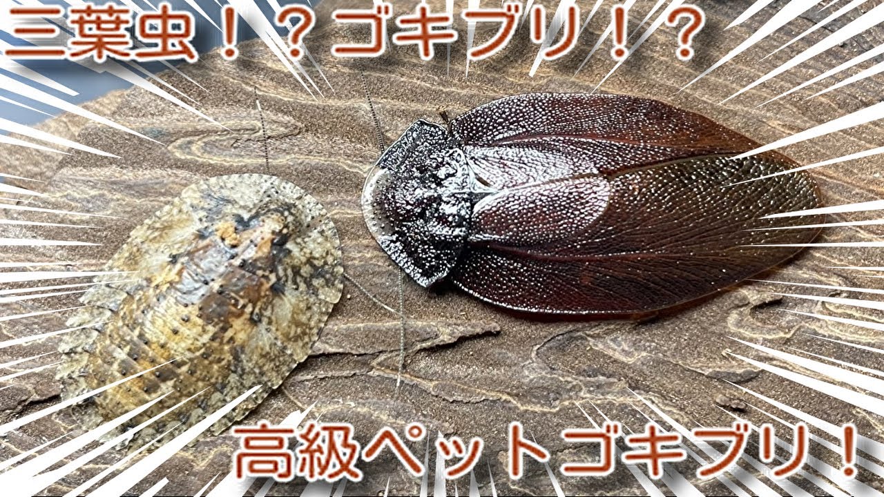 豪州最珍品ゴキブリ 三葉虫のようなPolyzosteria mitchelli Super Rare!? Trilobite Cockroach!! - YouTube