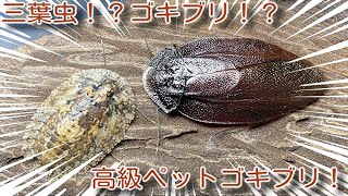 Super Rare!? Trilobite Cockroach!! - YouTube