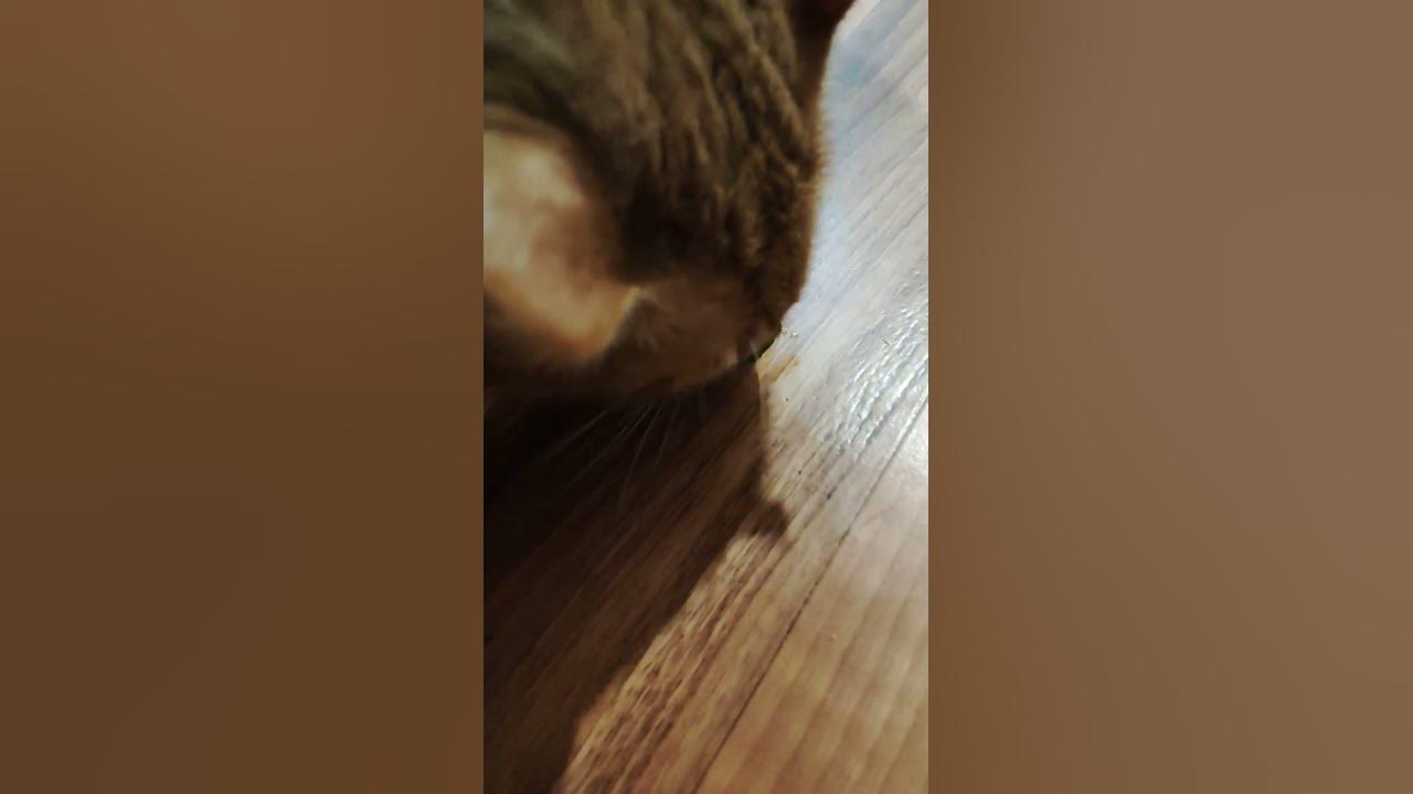 кіт їсть руских - YouTube
