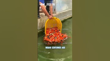 Why Koi Fish Swim in Japan’s Street Gutters! 🐟