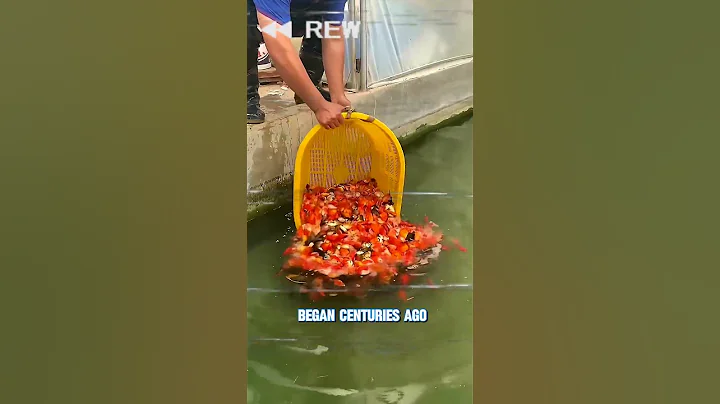 Why Koi Fish Swim in Japan’s Street Gutters! 🐟