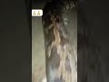 snake in chanab River #flood #floodalert #floodinpakistan #foryou #viralvideo #fyp #youtubeshorts