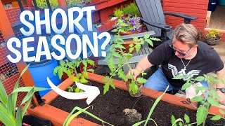 Tomatoes Outdoors: Is It Actually Worth It?