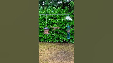 These aren’t squirrel-proof bird feeders
