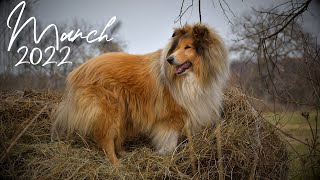 March 2022 || Tricks and fun with Thunder the rough collie