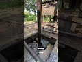 Traditional Oil Extraction #TikTok #Funny #ShortVideo #Recommended #Oil