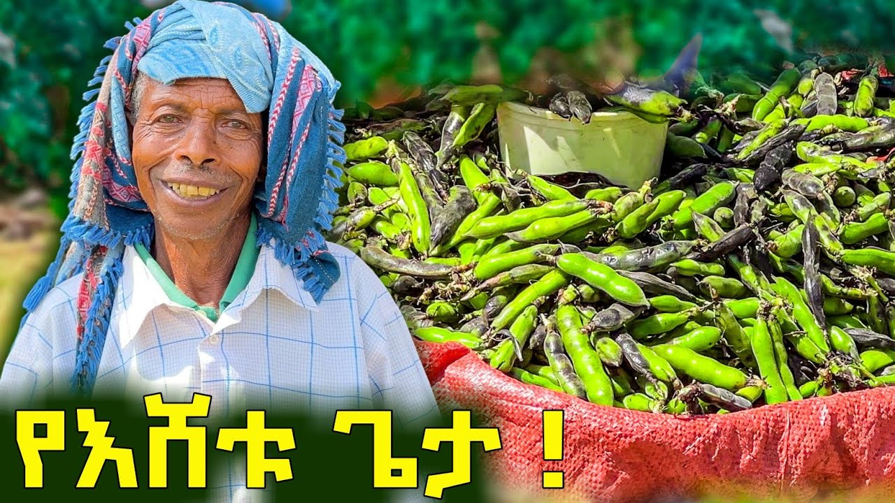 ✅ በሞቴ ብለው እርጎ ያጠጡኝ አርሶ አደር !  ከጋሽዬ ቀዬ በኩታበር ወረዳ ኮሳምቦ መንደር ! #farm  #rurallife