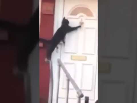 القط هريدي عايز يدخل البيت 