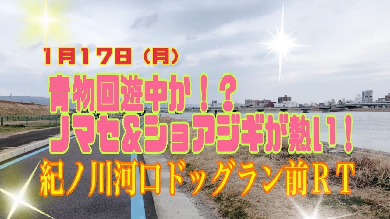 1月17日 月 和歌山釣果 青物回遊か 紀ノ川河口リアルタイム フィッシングマックス和歌山インター店 Youtube