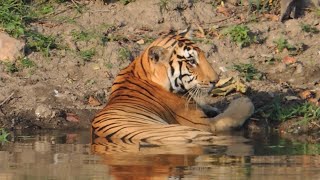 Beautiful Wild Tiger Relaxing at the Waterhole