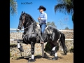 MÁXIMO / Friesian Stallion / Caballos bailadores - Club Ecuestre SM -