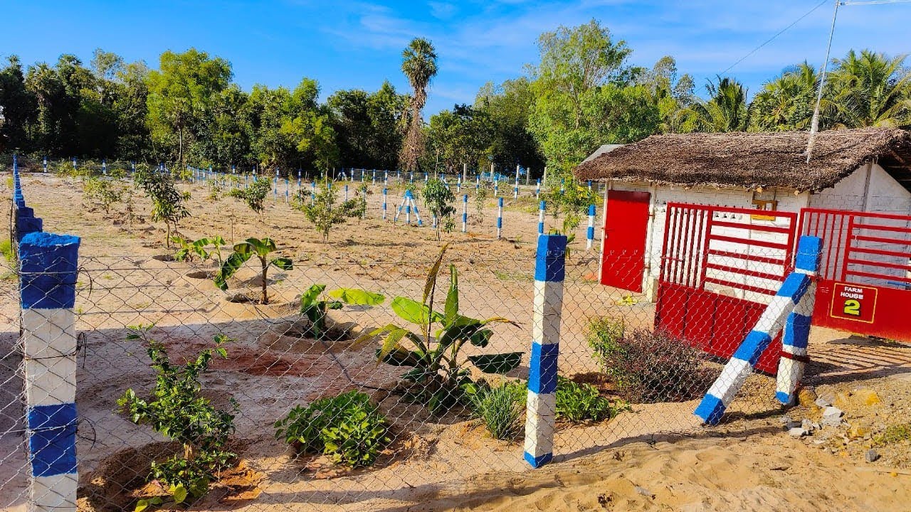 No164 சிறிய சம்பு வீடுடன் கூடிய 25 Cent Small Farm Land For Sale In